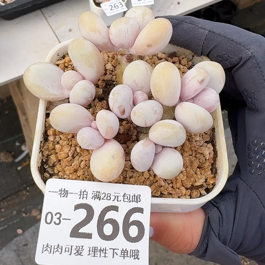 蛋黄奶无盆土发货无