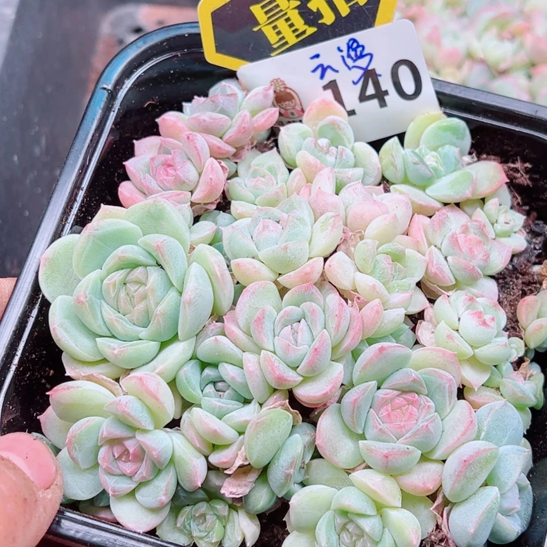 多肉植物多肉植物