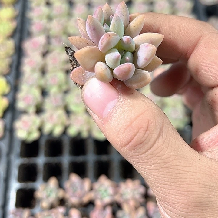 奥普琳娜 满10颗包邮