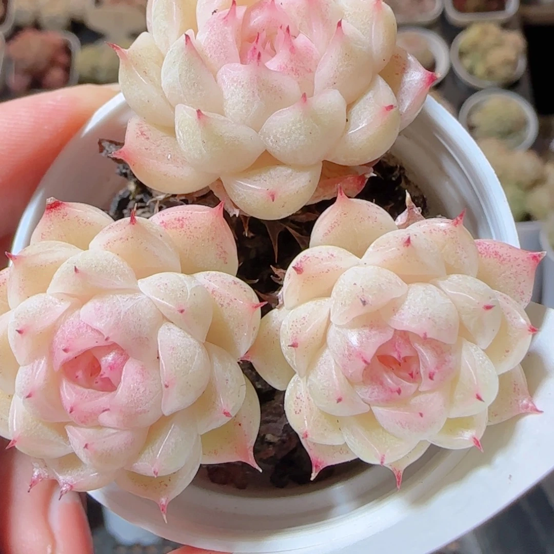 花语多肉1228-09魔仙散