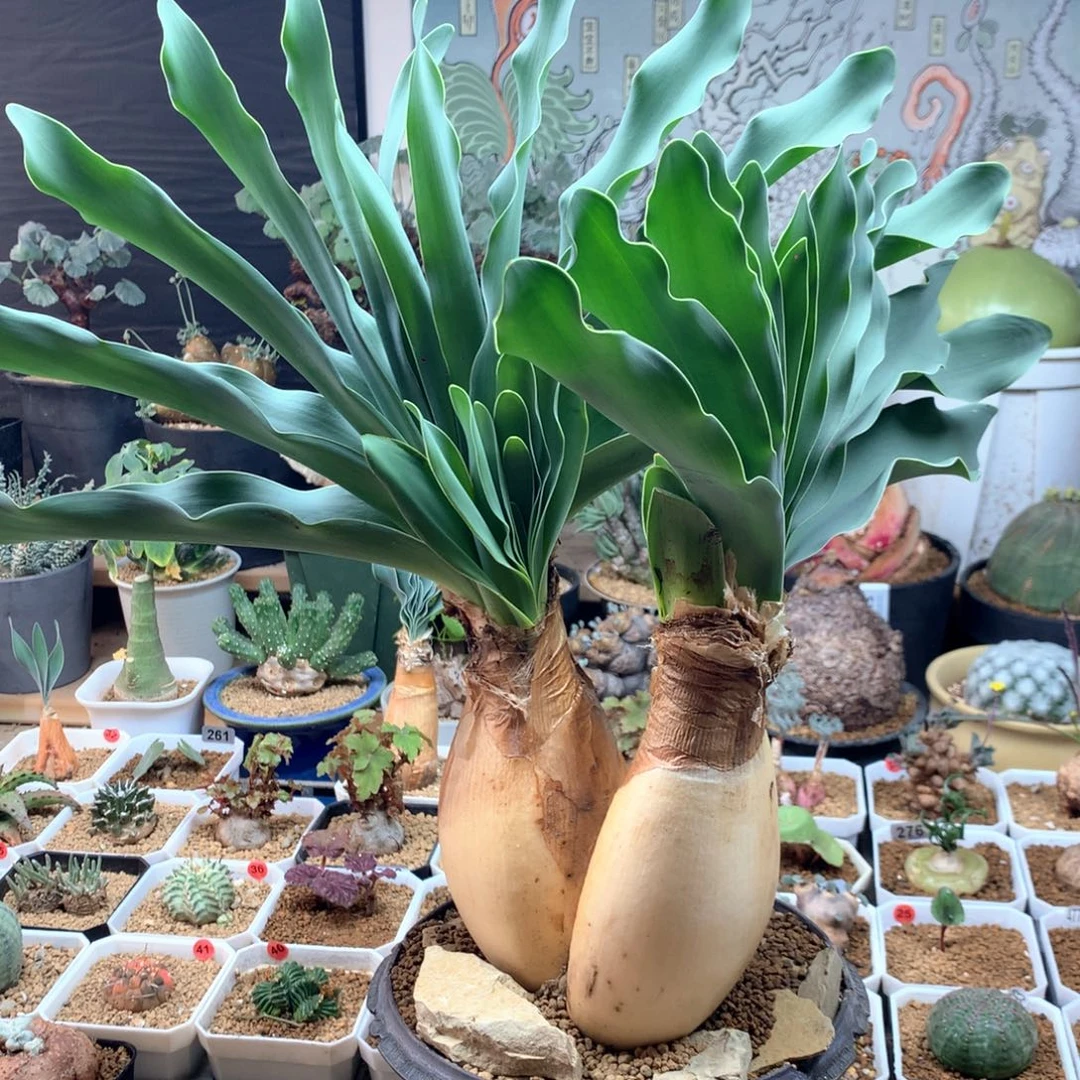 巨凤之卵产地群生脱土