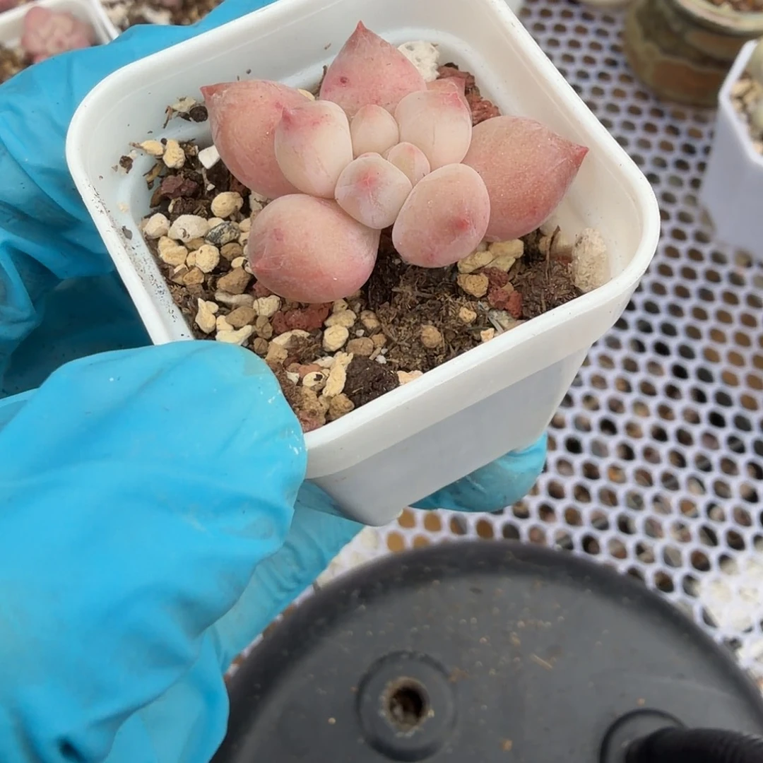 韩国贝岛一物一拍