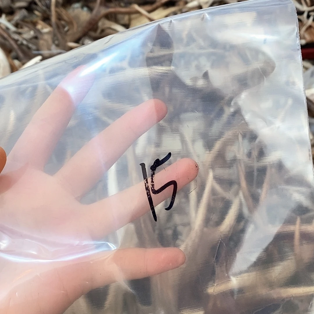 立*鹿角鹿角鹿角鹿角鹿