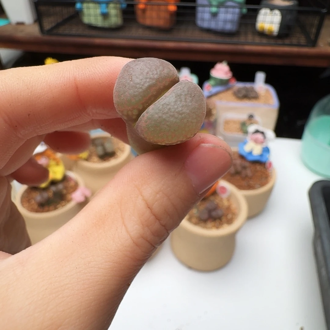 多肉植物福利风铃986