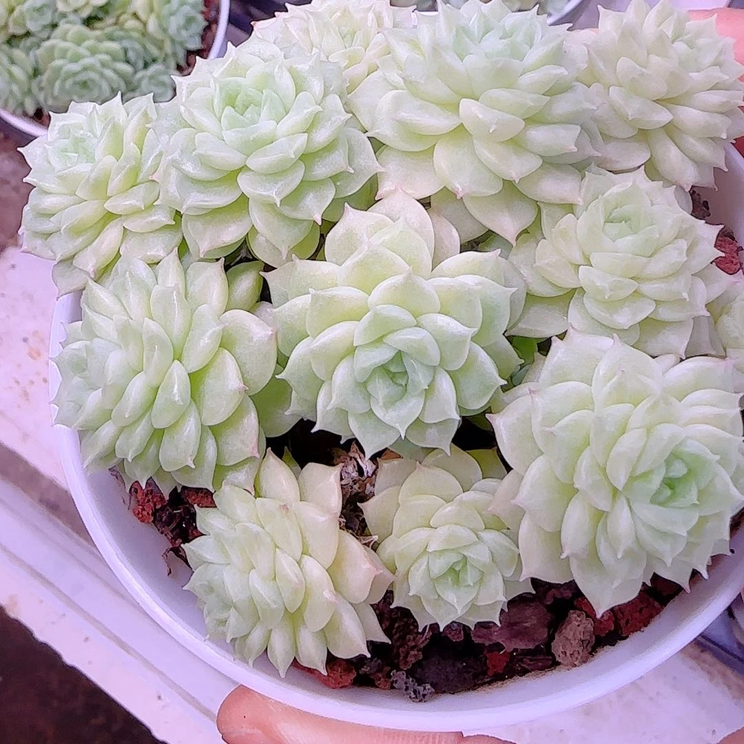 【闪购商品】0828-96（ttp-153-1）