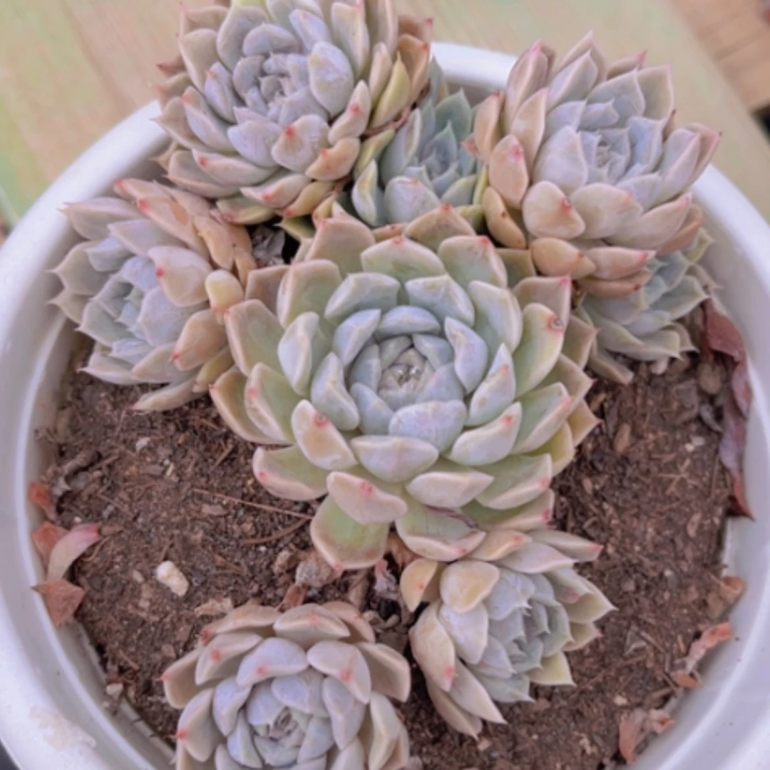 【闪购商品】玛丽贝尔27204