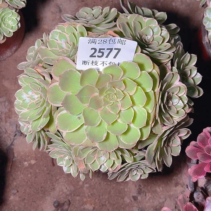 2577莲花座多肉植物保护