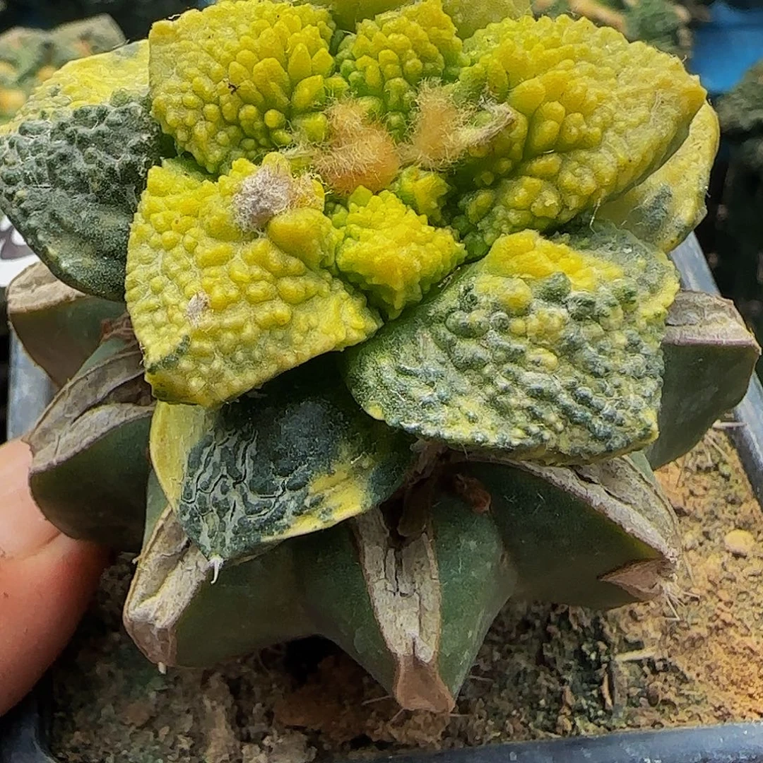 龟甲锦733仙人球开花