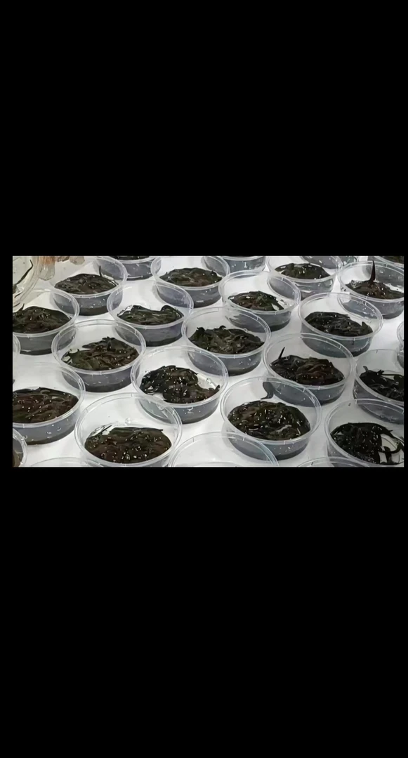 新鲜活体蚂蟥水蛭钓鱼饵料适用于黄辣丁江团鲶鱼等