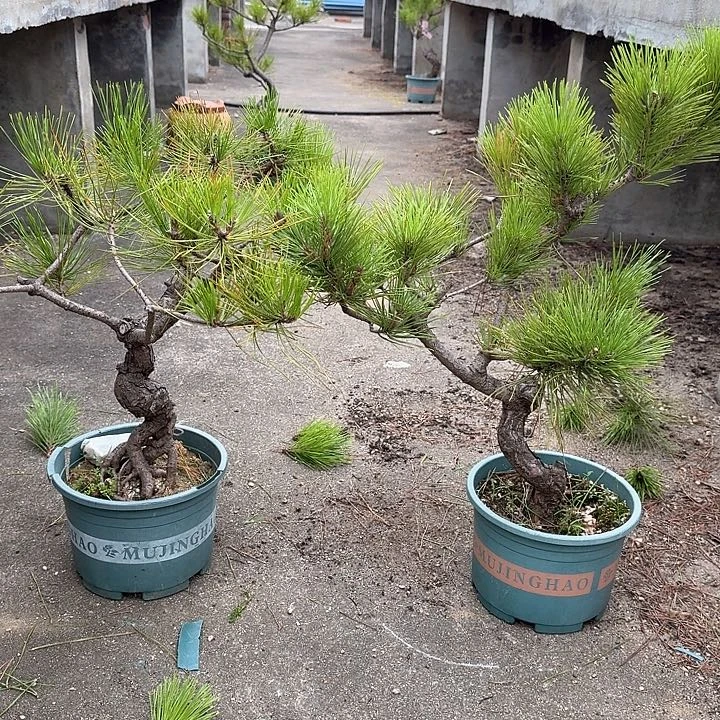 老***赵无花朵盆栽植物黑松盆景