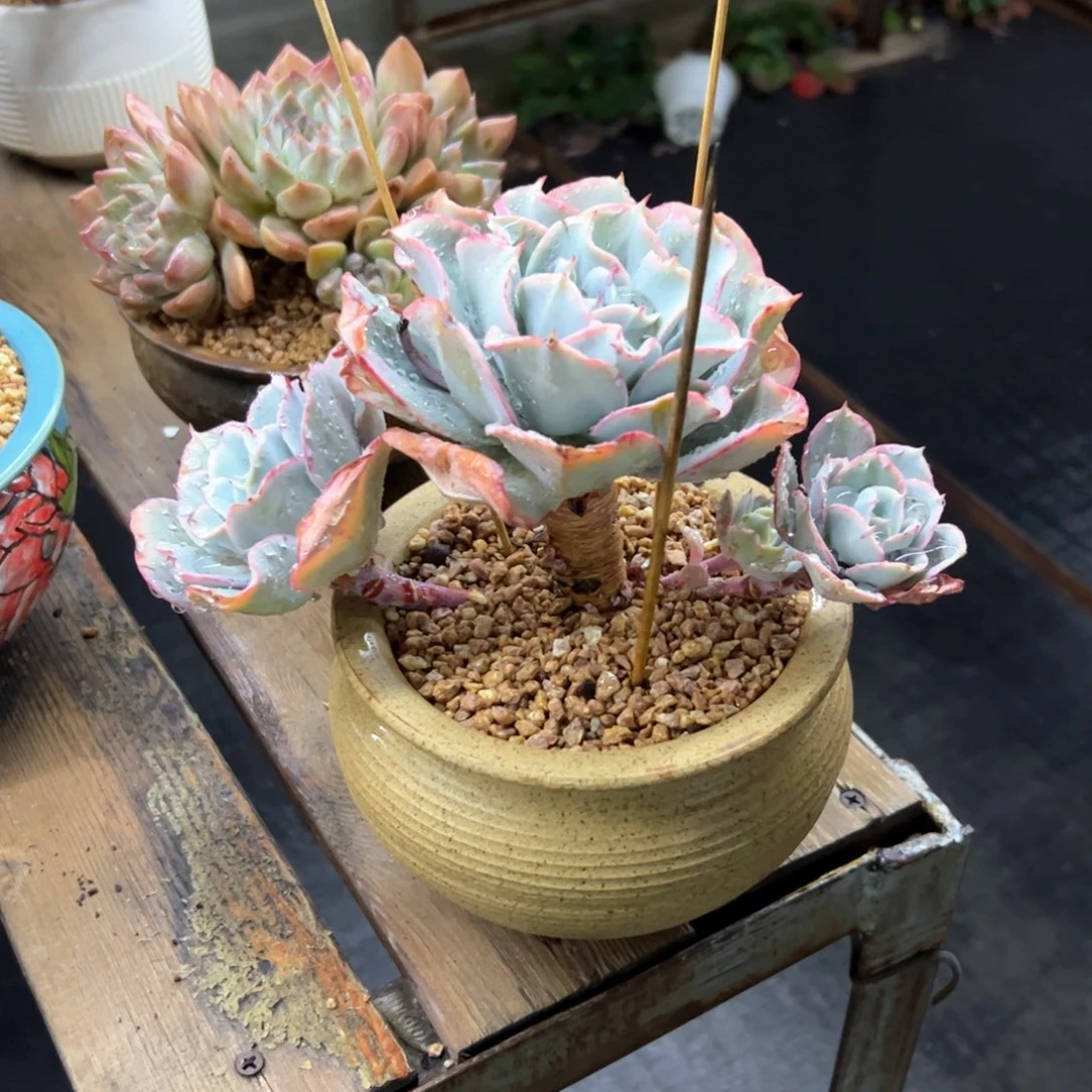 参宿48 零零多肉植物