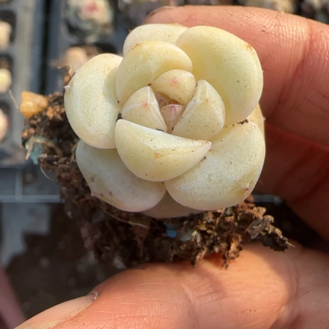 多肉小卡拉米糖心一物一拍