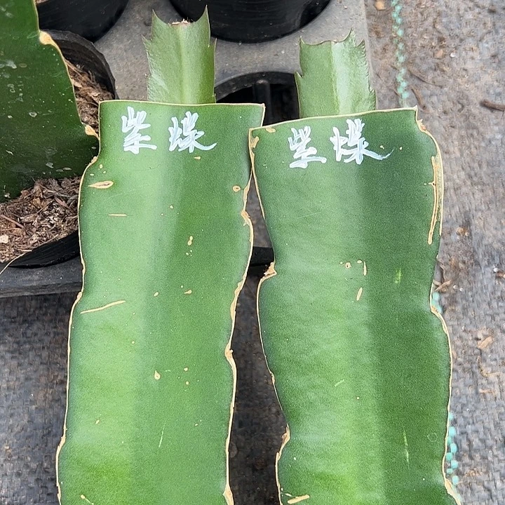 紫蝶嫁接单片小苗一颗60