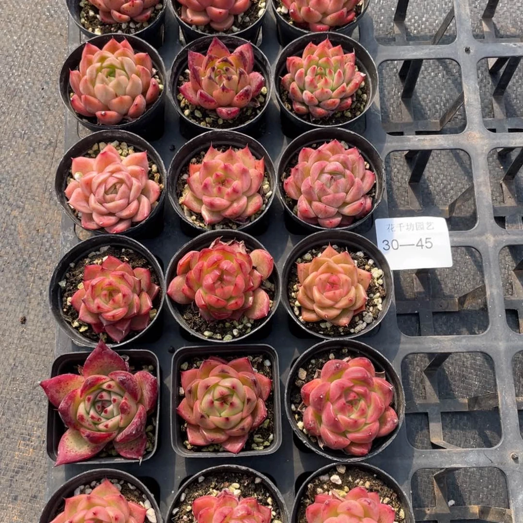 无*一物一拍18颗30-45