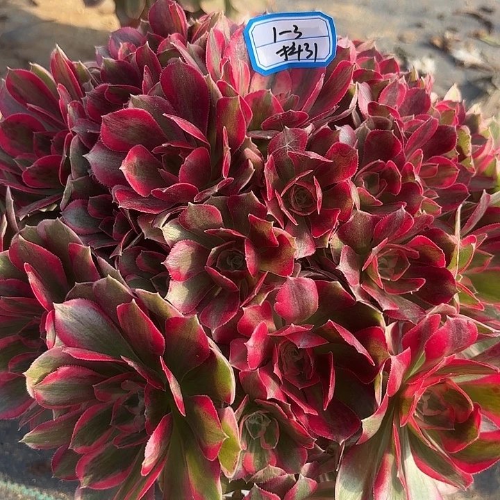 七彩石多肉法师不包损31