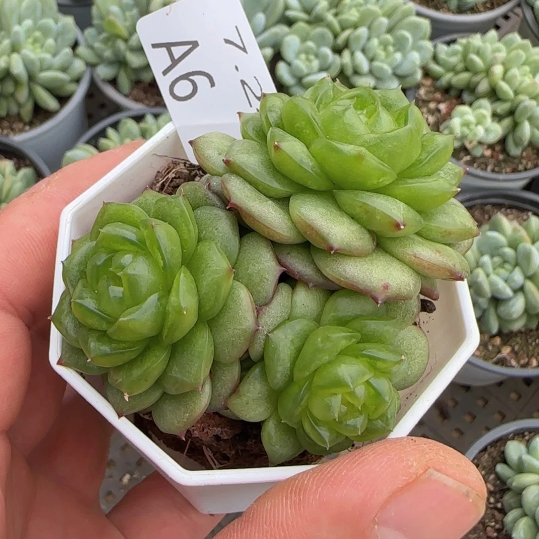 灯泡珍妮三头群一颗