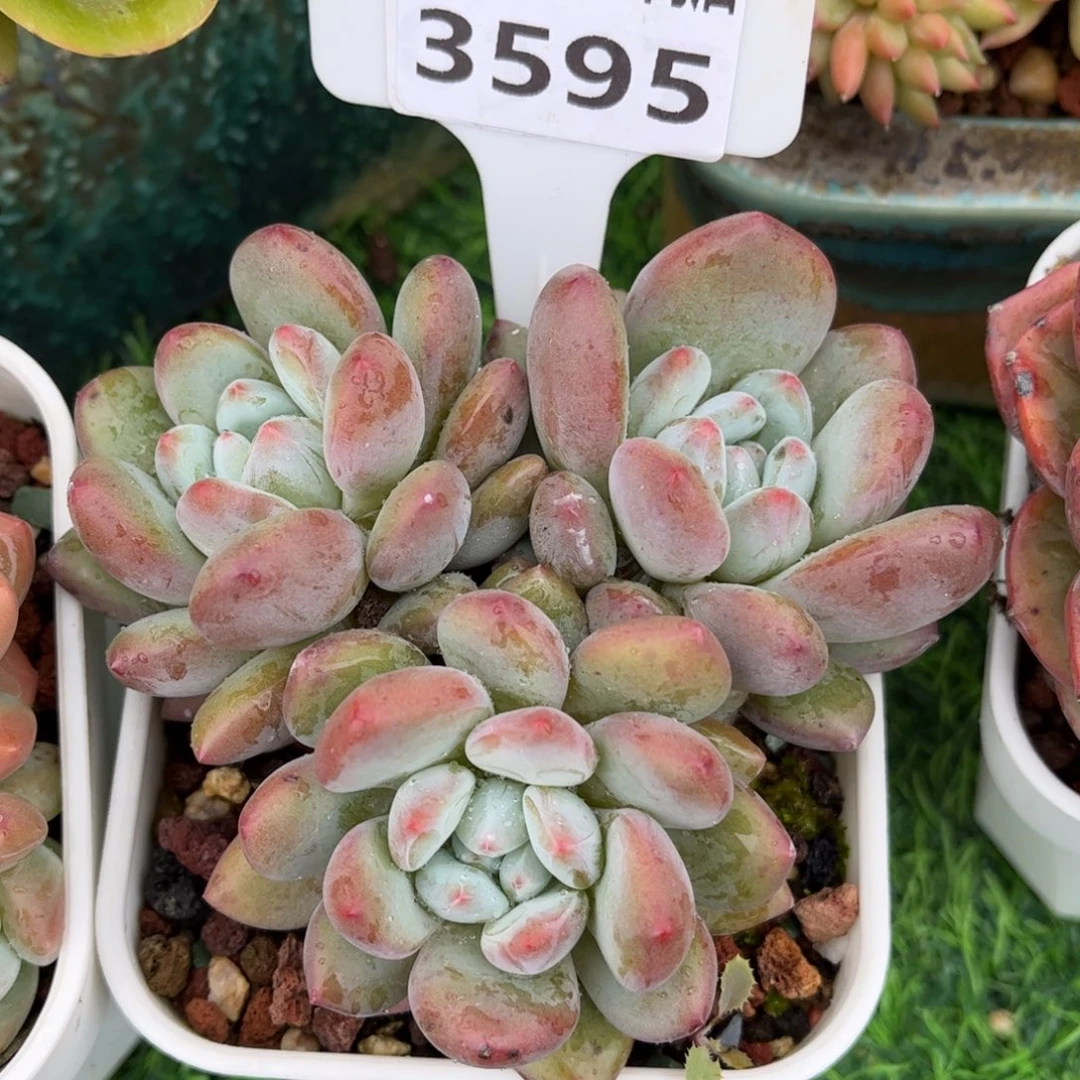 多肉植物3595苹果梦露
