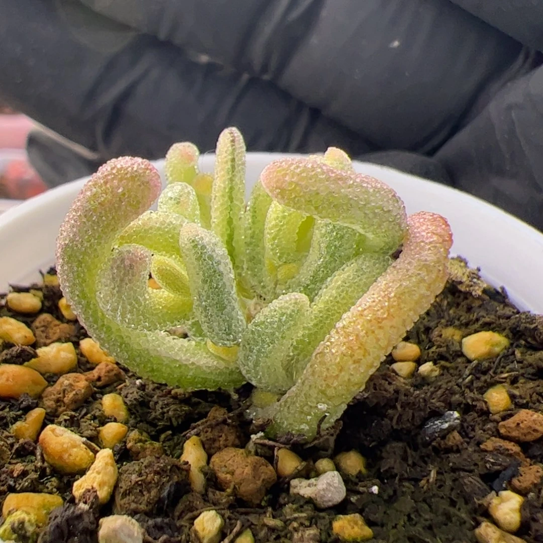 多肉植物枝干超白带拉丝