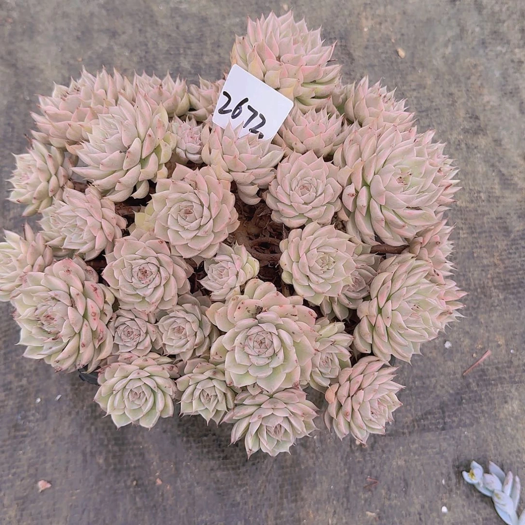 ****٭2672玛格丽特锦多肉植物