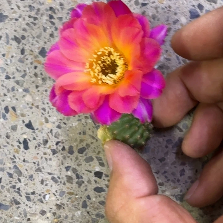240白檀景4一个无根侧牙小,20包邮