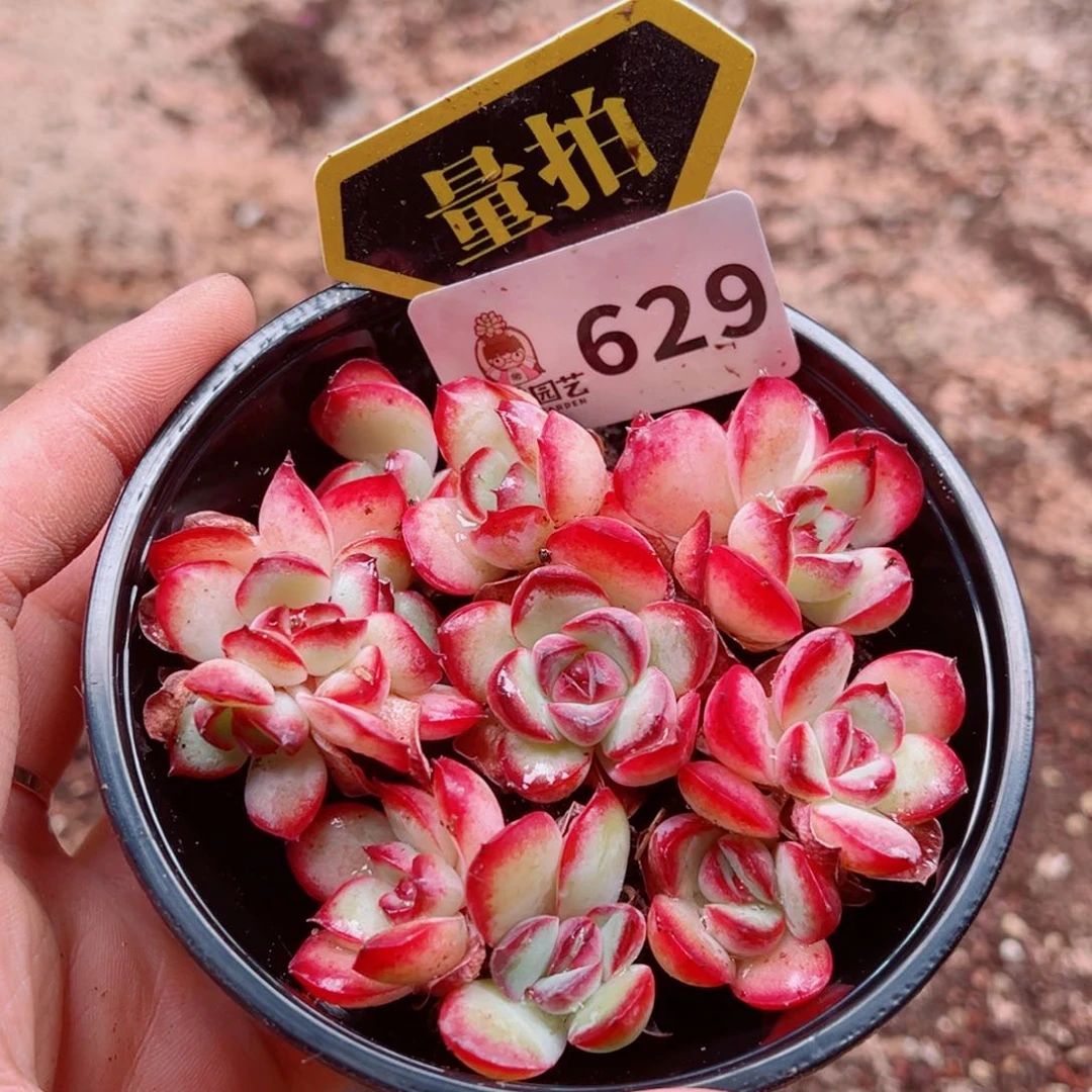 当前无花朵，栽培后可花朵