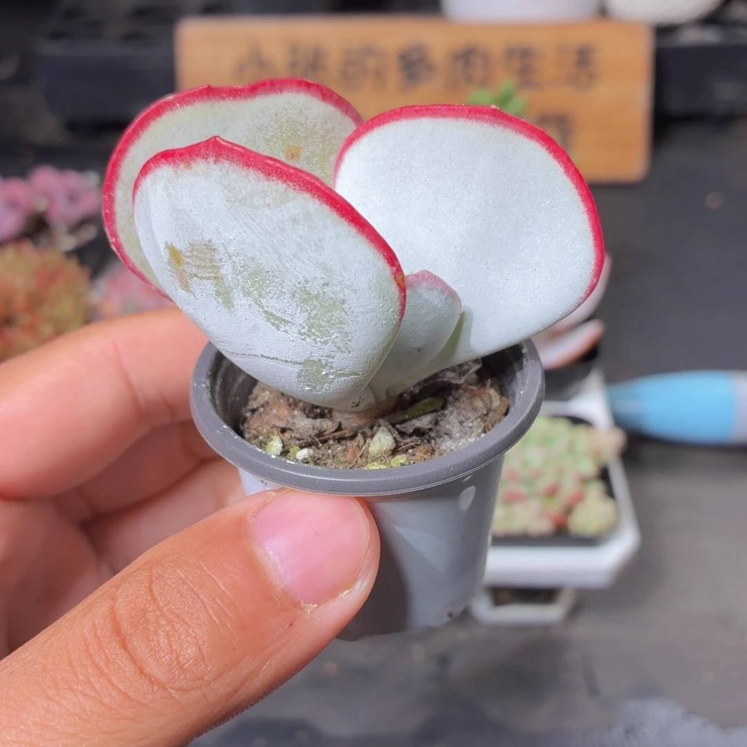 白眉多肉9.9包邮发货