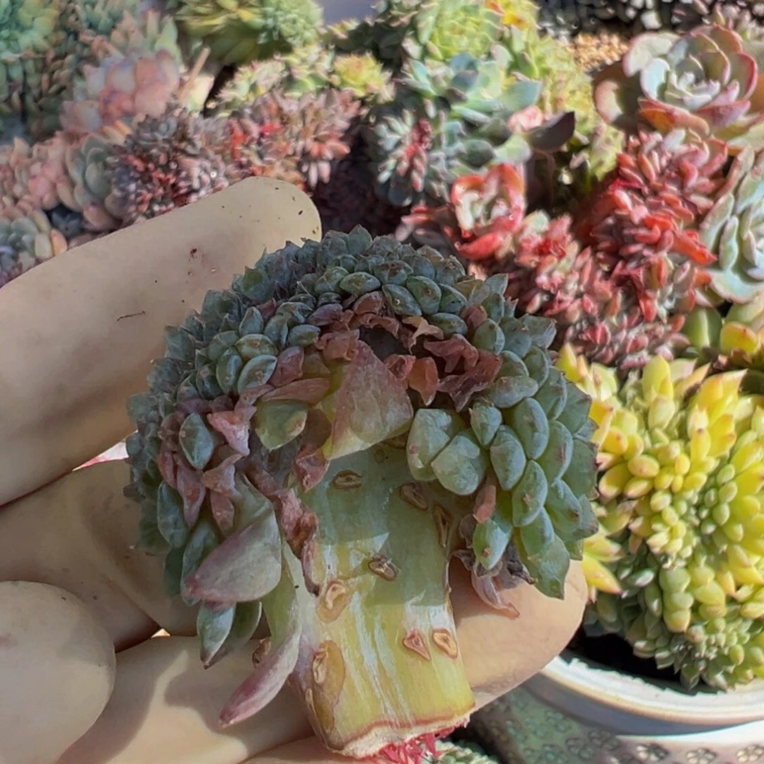 新年快乐。新年快乐