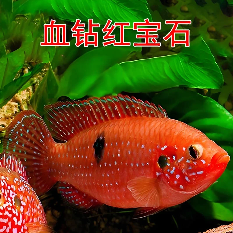 血钻红宝石鱼红色热带短雕三湖慈鲷活体招财观赏鱼