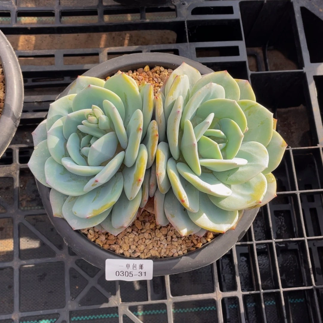 B****O0305-31-奶茶。。。。。寄养。。。