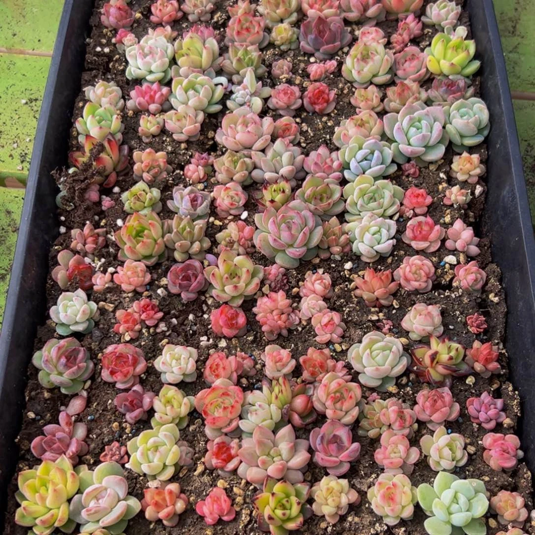 梅****599先谢谢出差出vv宝贝