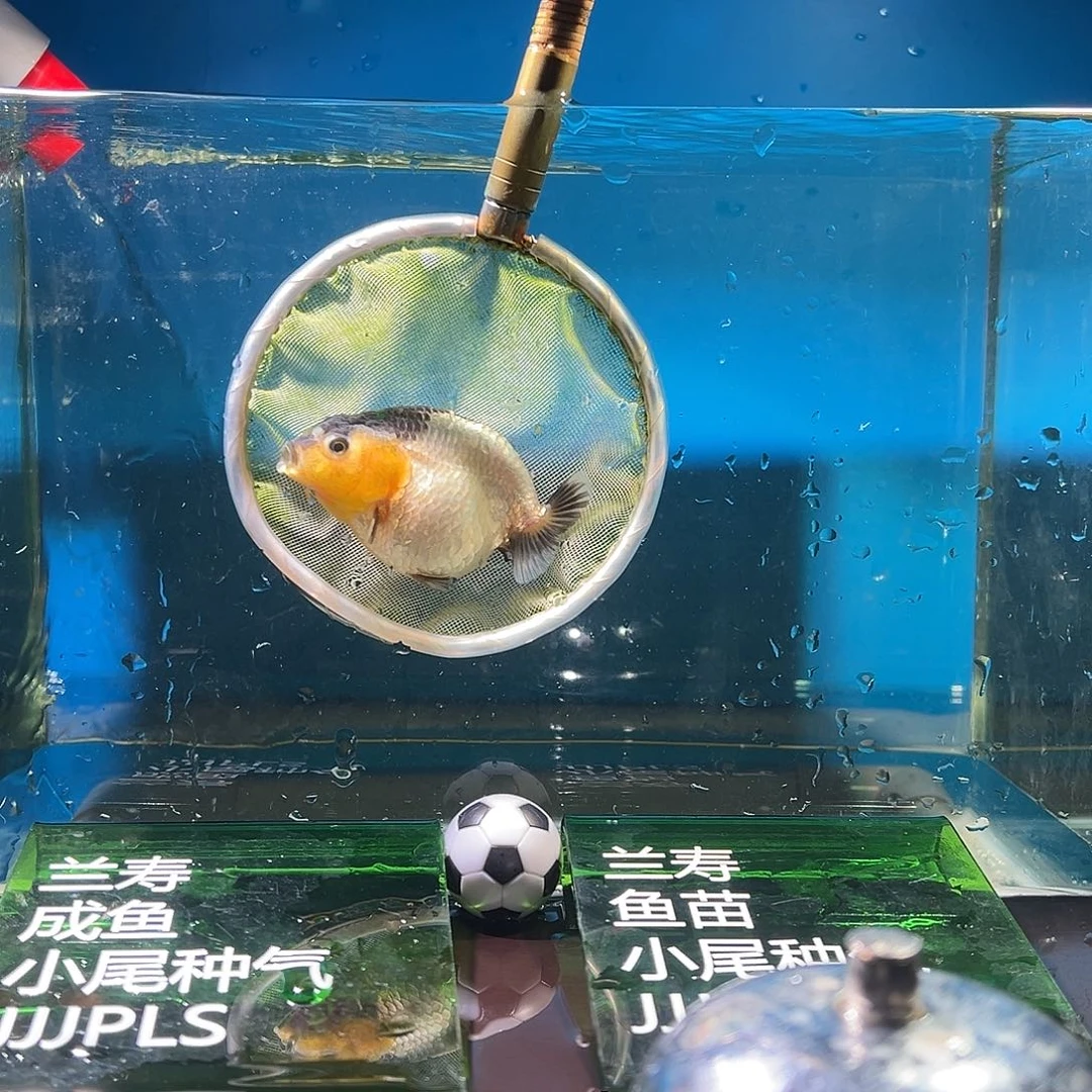 憩***木金鱼兰寿金鱼活体链接