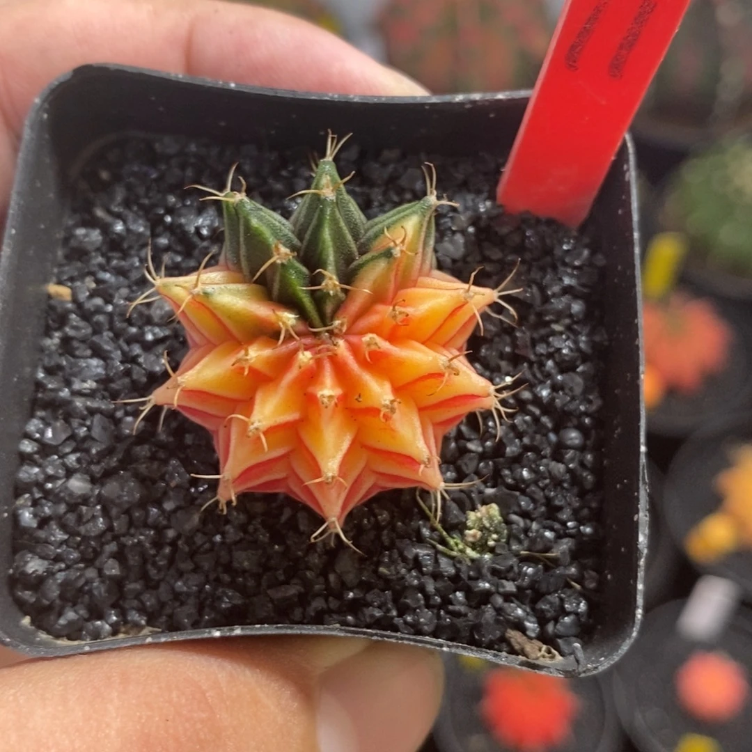 小米哈—脱土发货34