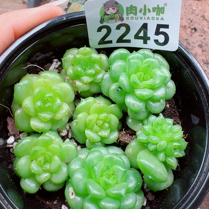 多肉植物多肉植物