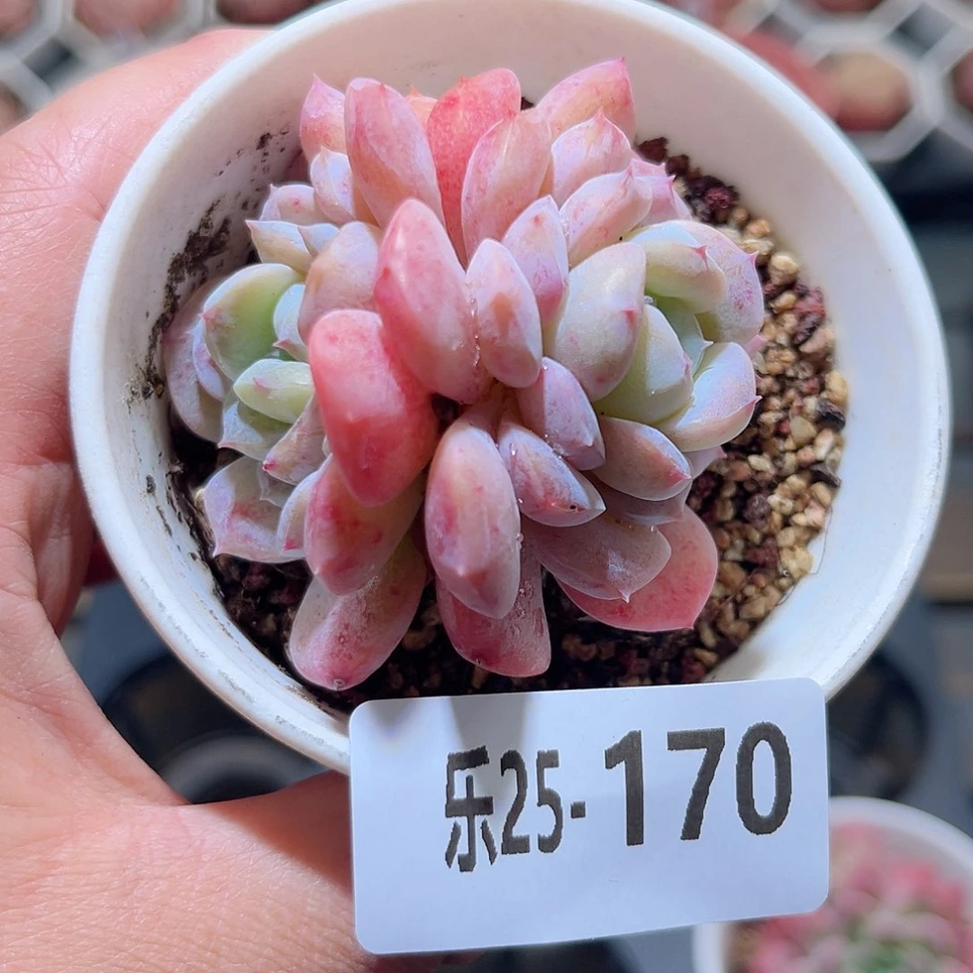 乐25-170 红胖子双头