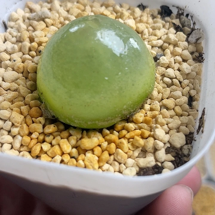 家人园艺多肉生石花灯泡266