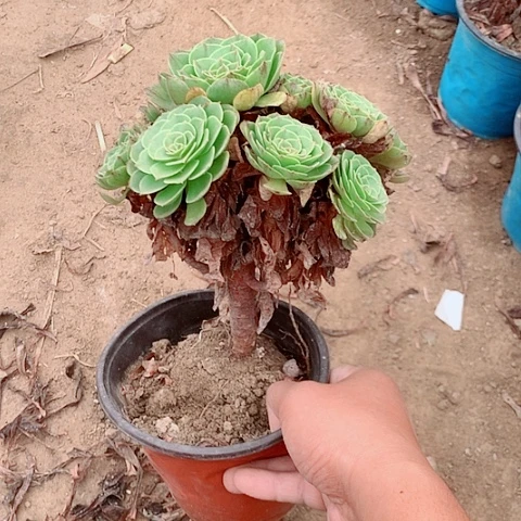 啊啊啊啊啊啊啊万拉丝12