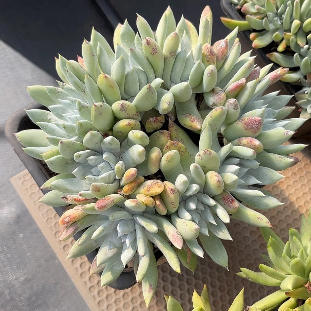 阿金尼，仙女杯多肉