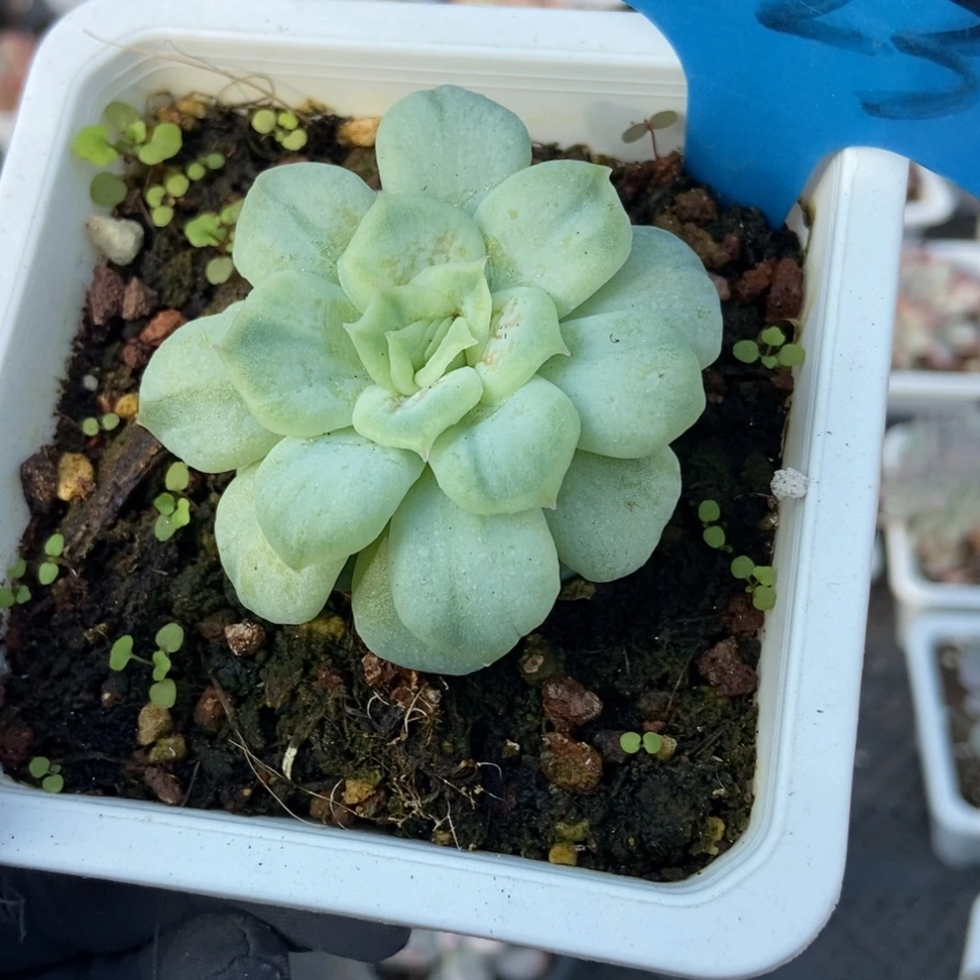 1023泡泡纱多肉植物