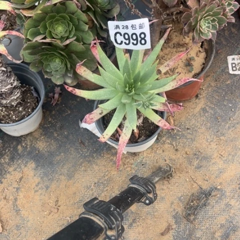 998绿体仙女杯不包断枝