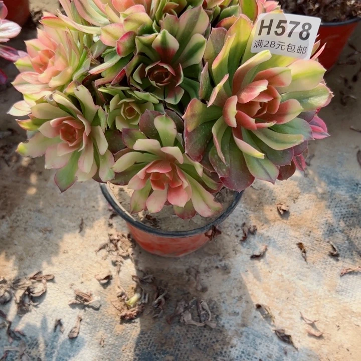 578洛神多肉植物