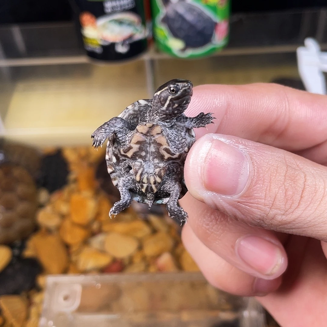 前***上母绿毛龟点点滴滴订单