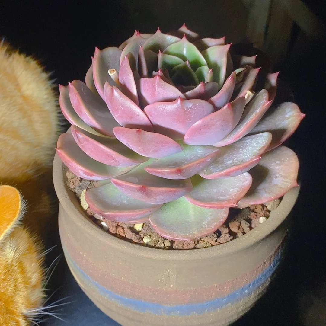 多肉植物安吉丽娜