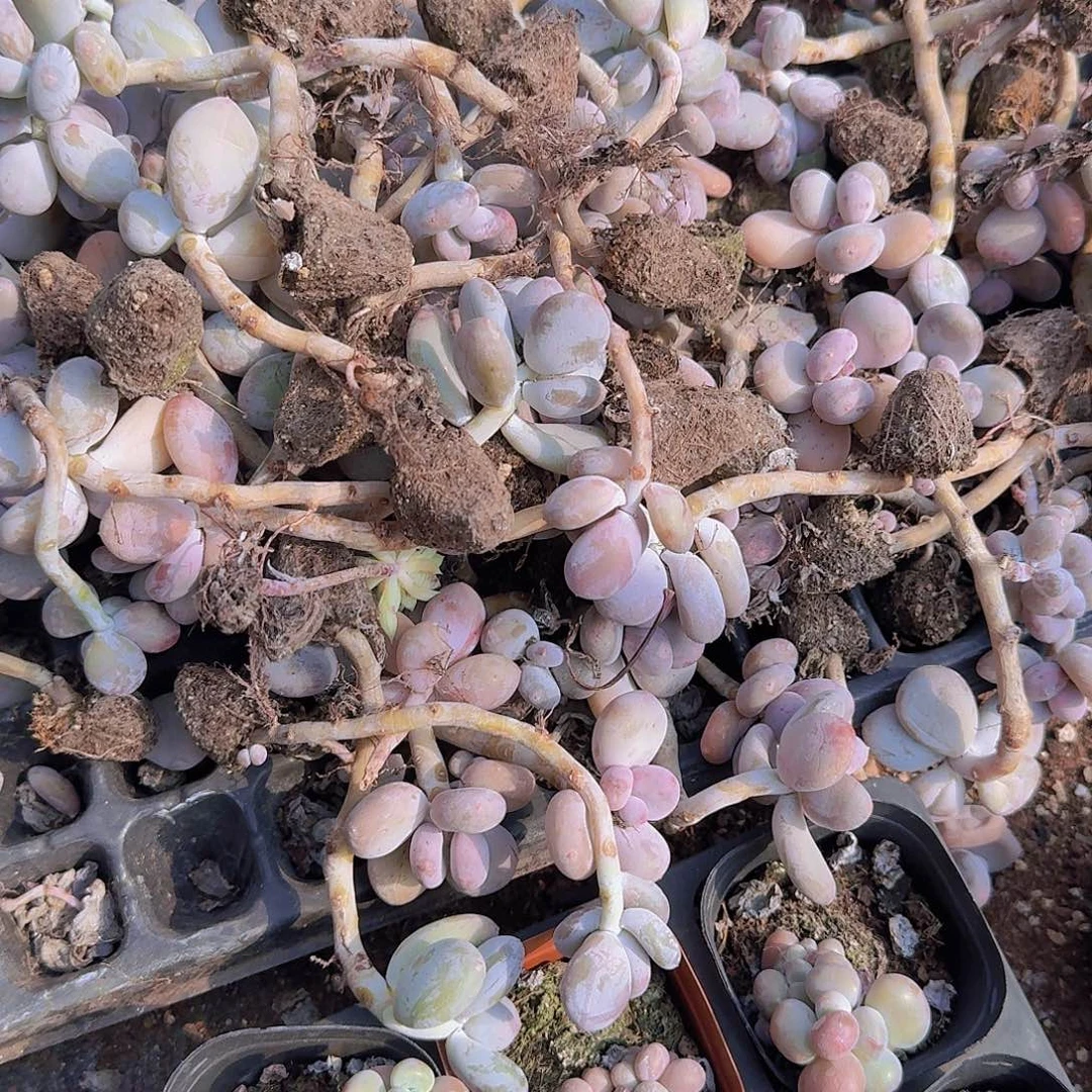 芭比奶老庄72颗土球