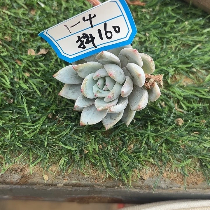 平衡水肥多肉不包损160