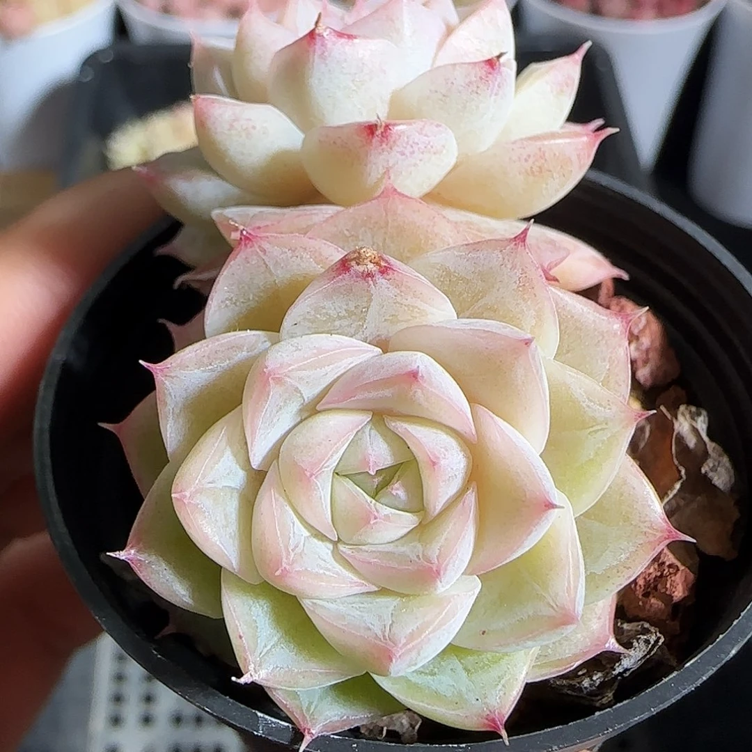 多肉1218-194麦秆