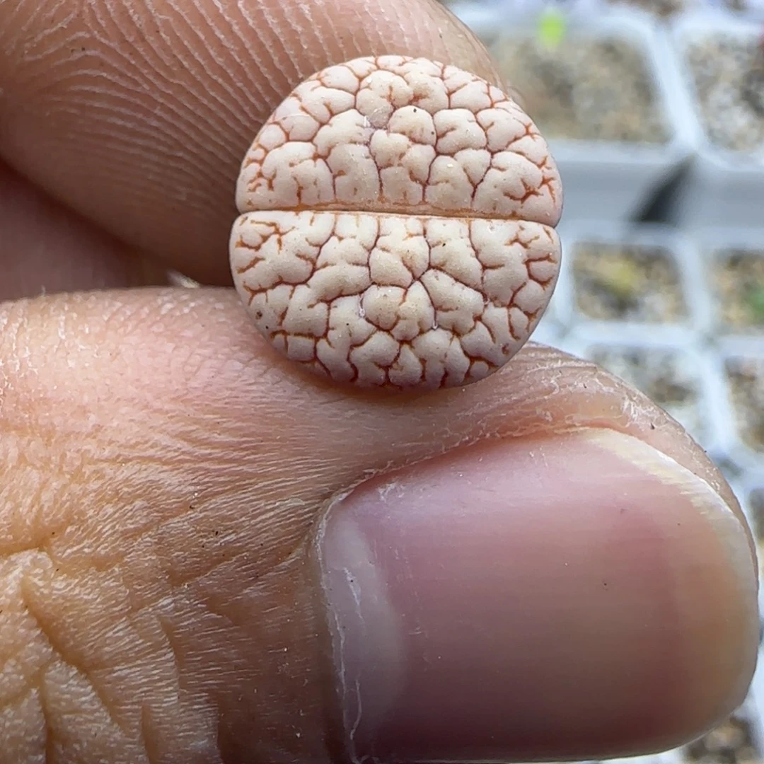 204 生石花大棚直播