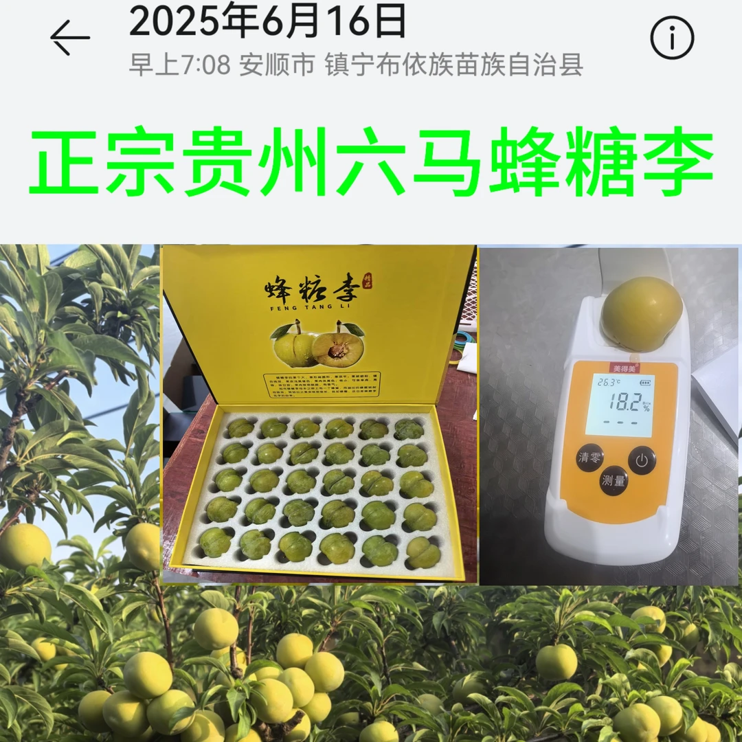 （精品定制礼盒装）正宗贵州六马蜂糖李当季新鲜水果脆甜包邮