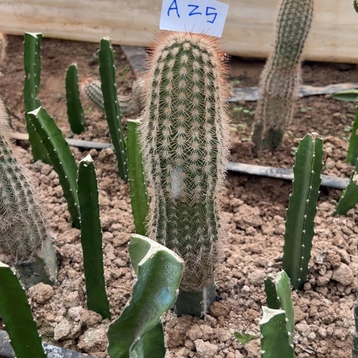 冰***洁A25袖普嫁接俄克拉虾40//