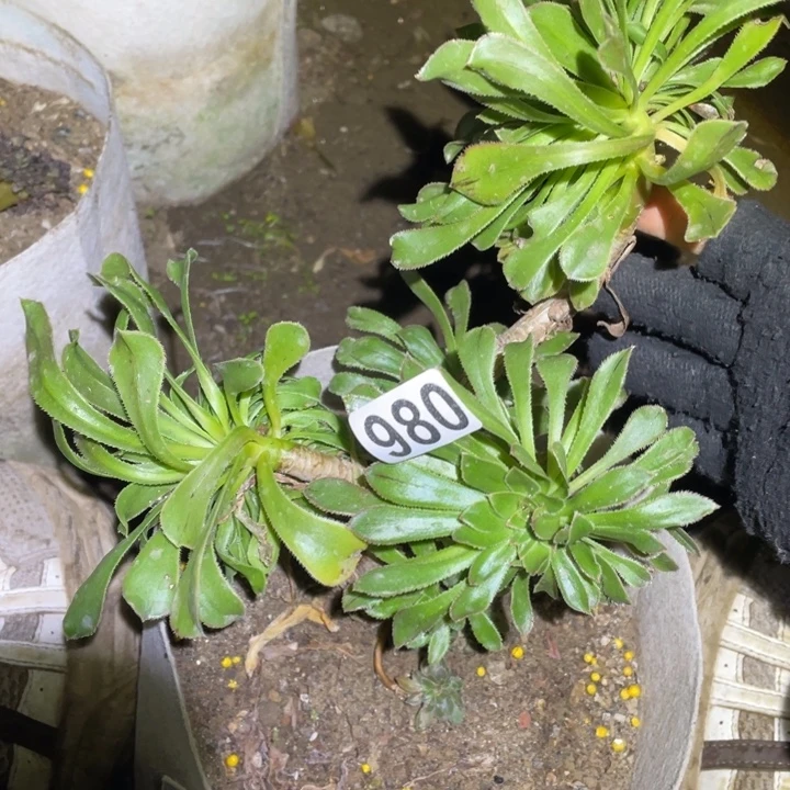 980原始绿缀妖桩缀化