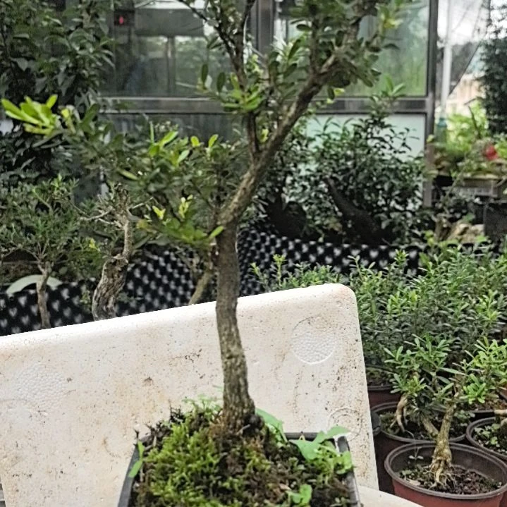 依***缘黄杨花造型盆景树